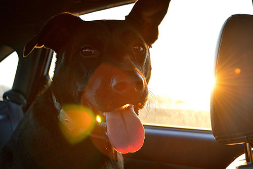 Happy dog in a car