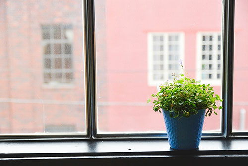 Plant on a windowsill